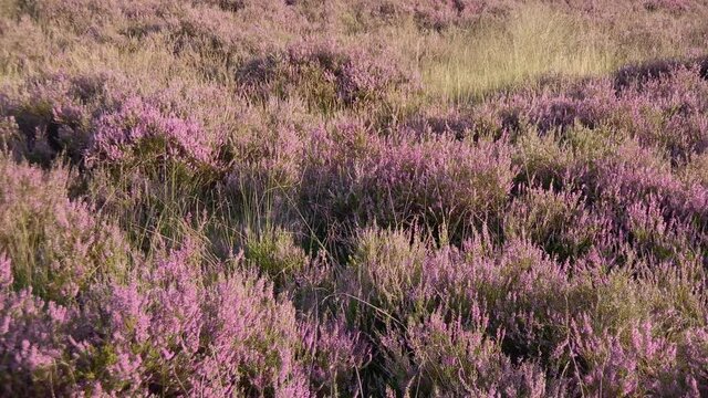 Purple blooming heath end of summer, begin fall, at sunset. Camera moves from Semi Close-up to horizon with green trees.