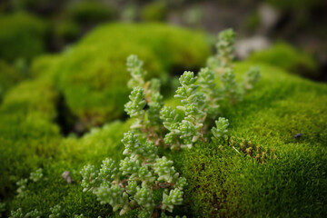 Textured high succulents growing on green moss carpet hills in northen environment
