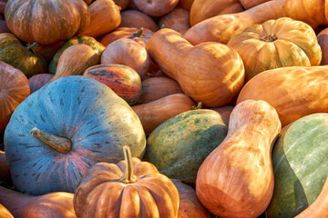 Many orange round pumpkins lie on the ground.