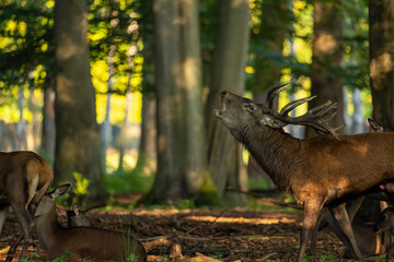 Red deer in a forest during rutting season.
