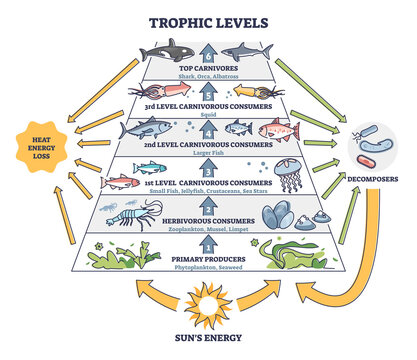 Trophic levels in water wildlife as ocean food chain pyramid outline diagram. Labeled educational division and classification with aquatic animals as carnivores and consumers vector illustration.