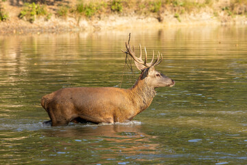 Red deer standing in a pond in a forest during rutting season at a cloudy day in autumn.