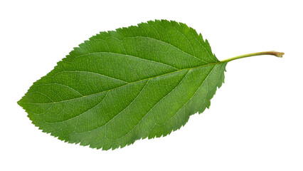Green apple leaf isolated on a white background.
