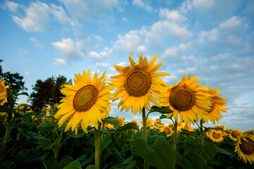 Sunflowers at sunset in the field against the sky in a clouds. High quality photo
