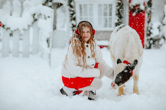 Girl posing with small bull on a farm with Christmas decor. Snowing a lot.