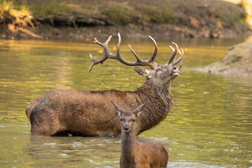 Red deer standing in a pond in a forest during rutting season at a cloudy day in autumn.