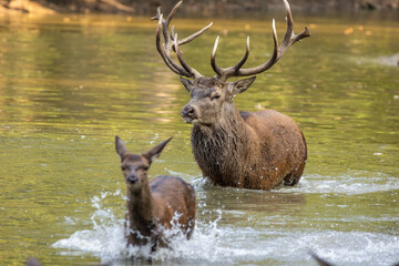 Red deer standing in a pond in a forest during rutting season at a cloudy day in autumn.