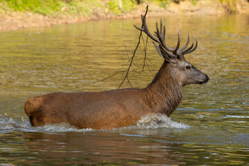 Red deer standing in a pond in a forest during rutting season at a cloudy day in autumn.