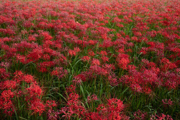 和歌山県　富田川の彼岸花