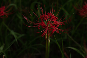和歌山県　富田川の彼岸花