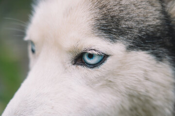 Dog blue eyes close up view