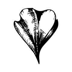 Daisy flower petal. Vector linear illustration. Black and white graphics.