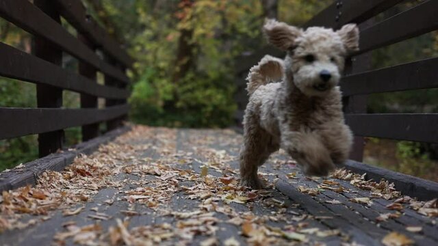 Adorable Fluffy Puppy Dog Running in Slow Motion on Bridge with Autumnal Fall Colored Leaves