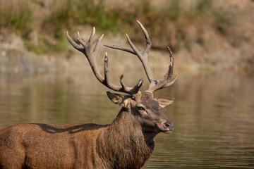 Red deer standing in a pond in a forest during rutting season at a cloudy day in autumn.