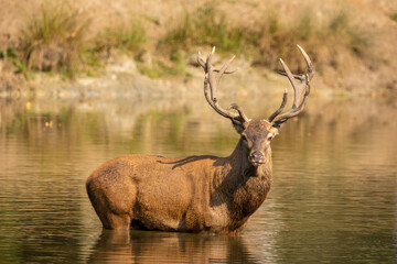 Red deer standing in a pond in a forest during rutting season at a cloudy day in autumn.