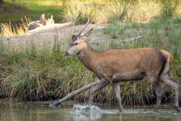 One year old red deer standing in a pond in a forest during rutting season at a cloudy day in autumn.