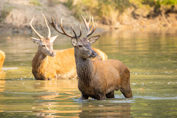 A herd of red deer in a pond in a forest during rutting season at a cloudy day in autumn.