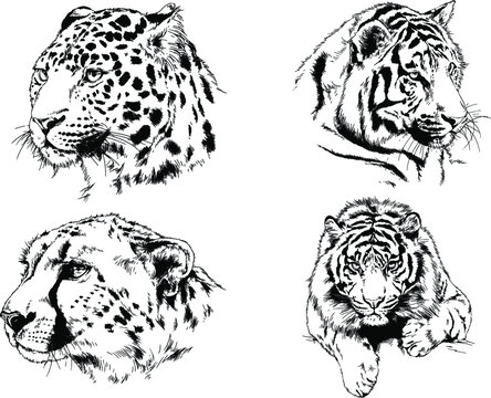 tiger and lion drawn with ink from the hands of a predator tattoo 