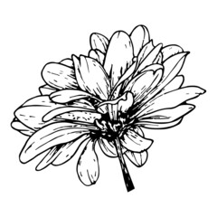 Chrysanthemum flower bud. Vector linear botanical illustration. Realistic natural sketch graphics. Isolated element.