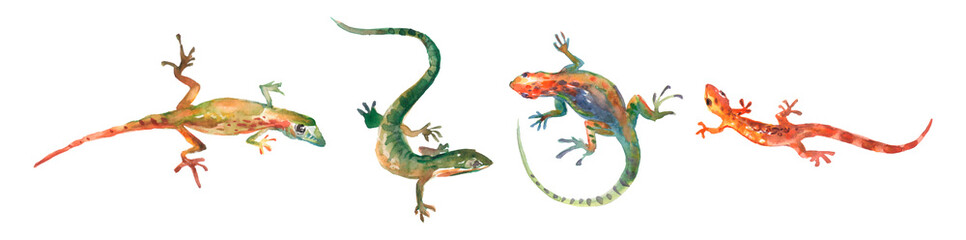 set of watercolor iguana and isolated on white background