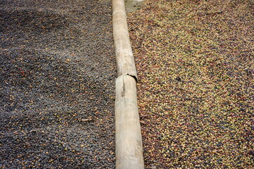 various kinds of coffee beans are dried and separated so as not to mix. the drying process of coffee beans after sorting. quality coffee industry