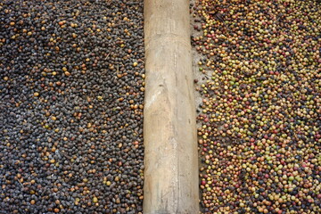 various kinds of coffee beans are dried and separated so as not to mix. the drying process of coffee beans after sorting. quality coffee industry