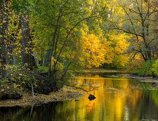 Fototapeta premium Golden autumn in the Yekateringof park in St. Petersburg at the beginning of October.