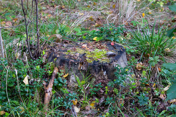 Old stump overgrown with moss in the autumn forest