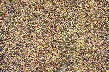 pattern of dried coffee beans. the process of making coffee in the traditional way. dry coffee bean background