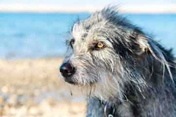 Dog on the Beach of Privlaka