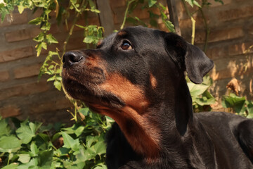 portrait of a black dog rottweiler