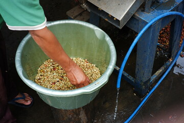 coffee bean filter process with water. filter the coffee beans that are fit for the next process. the coffee-making industry in the traditional way. clean coffee beans