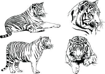 vector drawings sketches different predator , tigers lions cheetahs and leopards are drawn in ink by hand , objects with no background