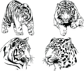 vector drawings sketches different predator , tigers lions cheetahs and leopards are drawn in ink by hand , objects with no background