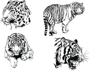 vector drawings sketches different predator , tigers lions cheetahs and leopards are drawn in ink by hand , objects with no background