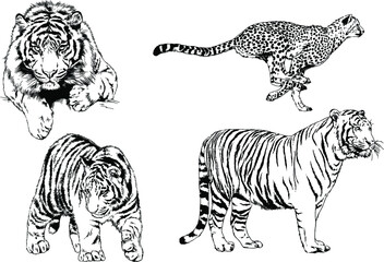 vector drawings sketches different predator , tigers lions cheetahs and leopards are drawn in ink by hand , objects with no background