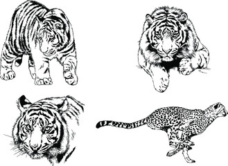 vector drawings sketches different predator , tigers lions cheetahs and leopards are drawn in ink by hand , objects with no background