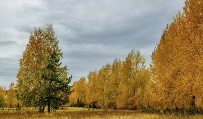 Fototapeta premium autumn landscape with trees and clouds