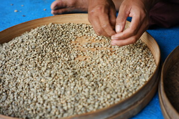 Farmer's hand selects coffee beans that are ready to be sold. the process of separating coffee from dirt and rotten coffee beans. home industry of making coffee in the traditional way