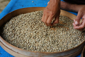 Farmer's hand selects coffee beans that are ready to be sold. the process of separating coffee from dirt and rotten coffee beans. home industry of making coffee in the traditional way