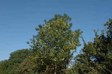 Lush Green Foliage on a Common Ash Tree (Fraxinus excelsior) Growing in the Rural Devon...