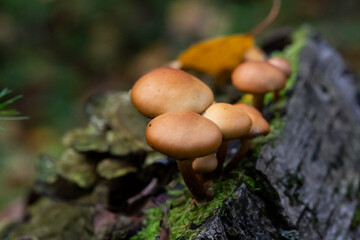 Galerina marginata is deadly poisonous mushroom, october