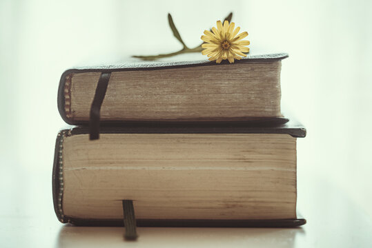Flower on top of two hardback books on a table