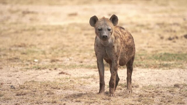 Spotted Hyena - Crocuta crocuta after meals walking in the park. Beautiful sunset or sunrise in Amboseli in Kenya, walking scavenger in the savanna, sandy and dusty place with the grass.
