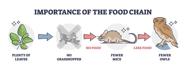 Importance of food chain as lack of animal nutrient situation outline diagram. Labeled educational consumer level species extinction because of insects deficiency vector illustration. Wildlife feeding