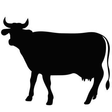 black silhouette cow, vector, isolated