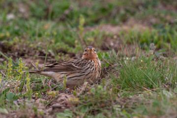 Red-throated Pipit (Anthus cervinus) feeding on grass in the grass