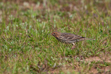 Red-throated Pipit (Anthus cervinus) feeding on grass in the grass