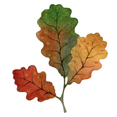Watercolor oak leaf isolated illustration on a white background.