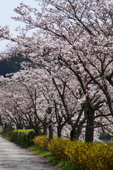 Obraz premium さくら 川沿い 日本の春の風景